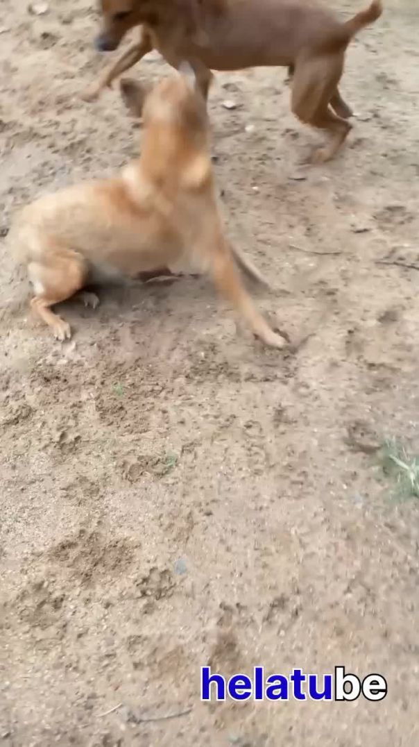 Dogs funny video